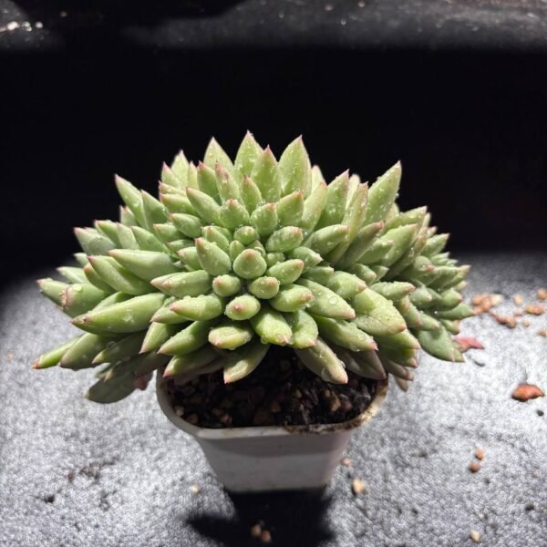 099.Pachyphytum 'Michelin' f. cristata