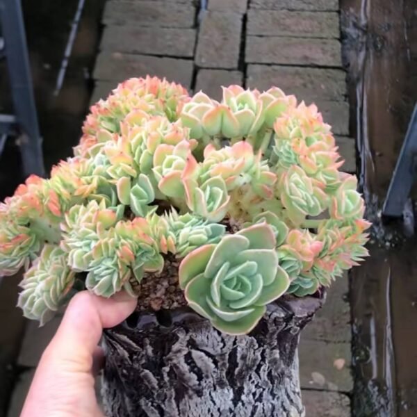 101.Echeveria 'Star Natha'