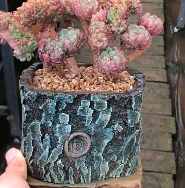 102.Echeveria 'White Fat' f. cristata