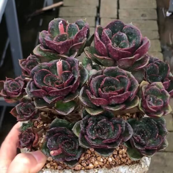 103.Aeonium arboreum 'Zwartkop