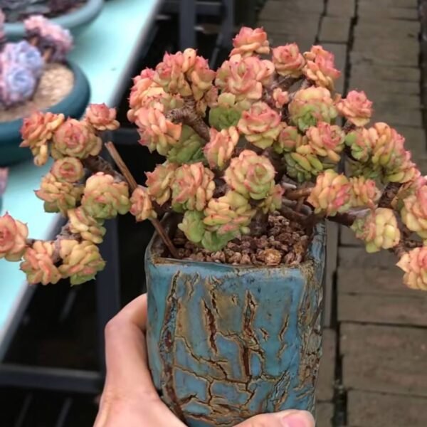 104.×Sedeveria 'Rolly'