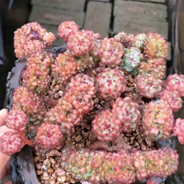 105.Echeveria 'White Fat' f. cristata