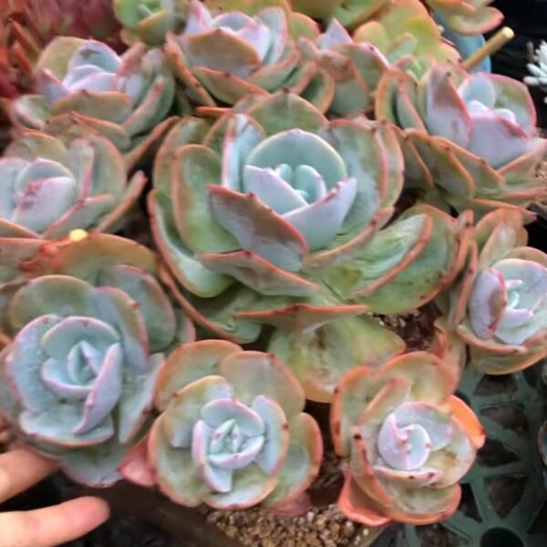 106.Echeveria 'Blood Phoenix