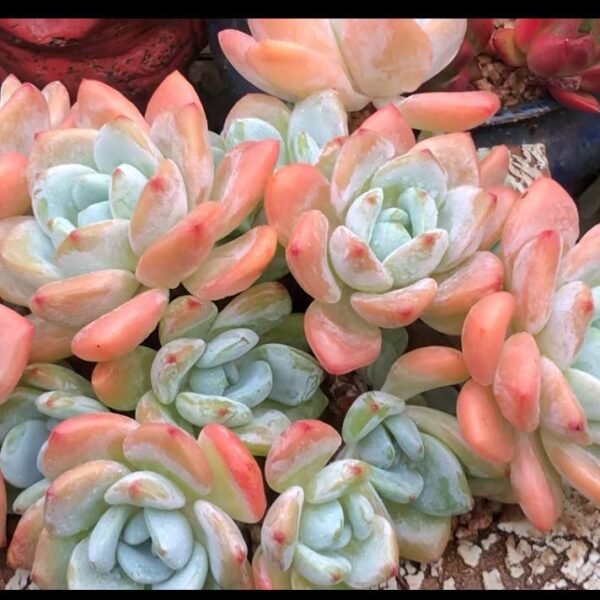 107.xSedeveria 'Maxwell'