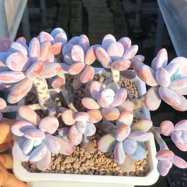 108.×Graptoveria 'Snow Peach