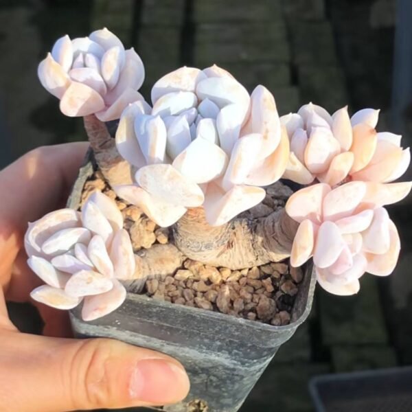 109.Echeveria 'Exotic'