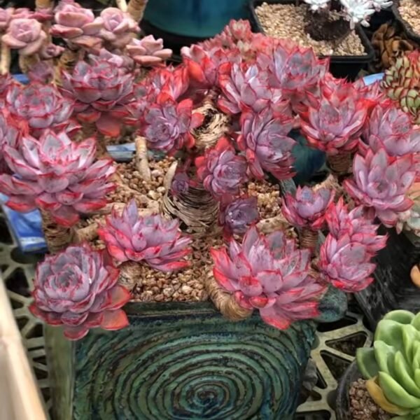 110.Echeveria 'Hera'