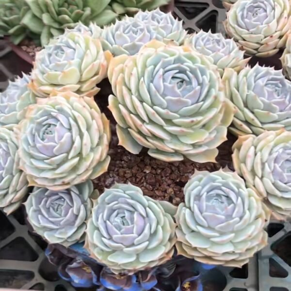 111.Echeveria 'Lola'