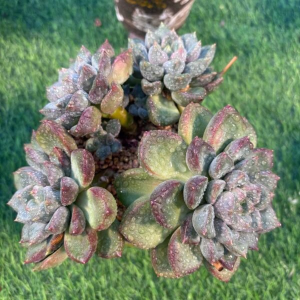 112.Echeveria 'J.C. Van Keppel'