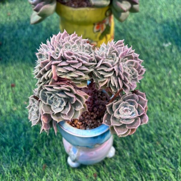113.Echeveria 'Onslow' f. cristata
