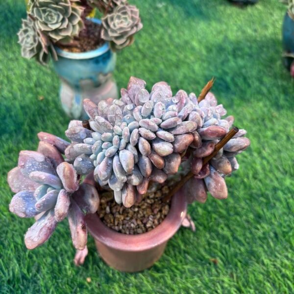 114.Echeveria 'Fentu'