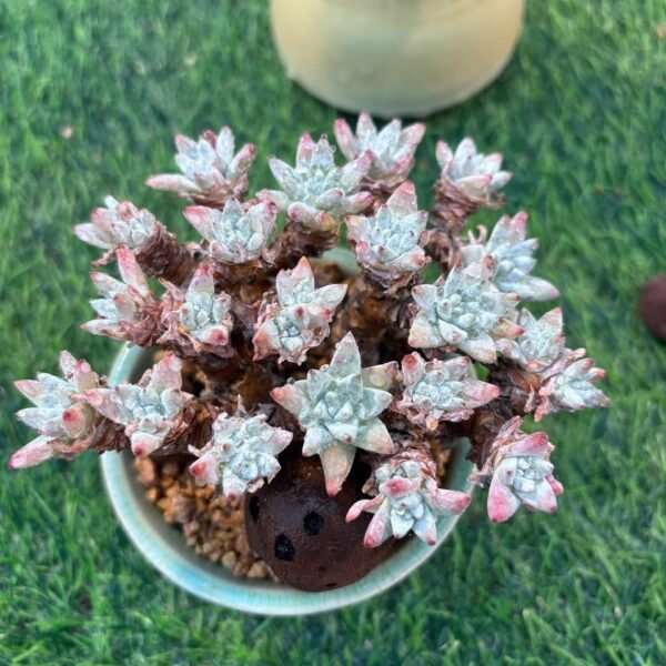 115.Dudleya