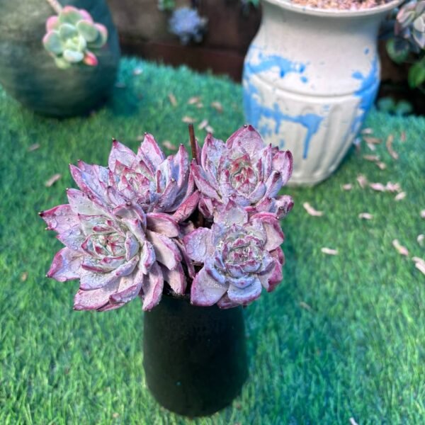 116.Echeveria 'Blue Bird