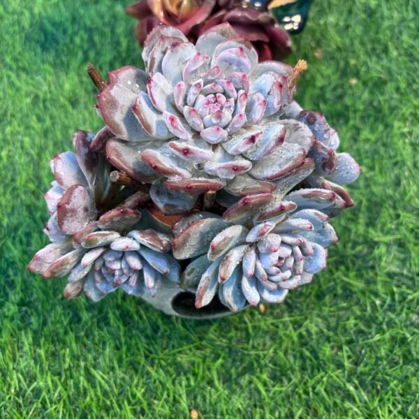 117.Echeveria elegans 'Potosina