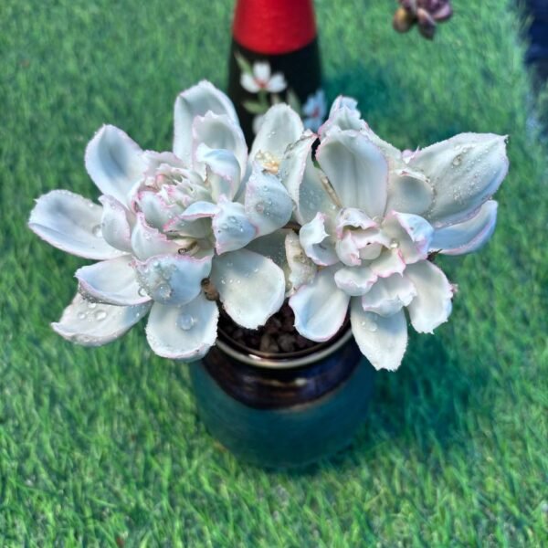 118.Echeveria 'Berkeley Light' f. variegata