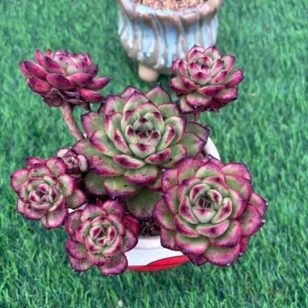 119.Echeveria 'TM