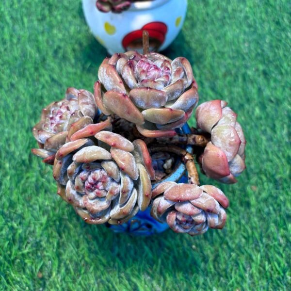 120.Echeveria elegans 'Potosina