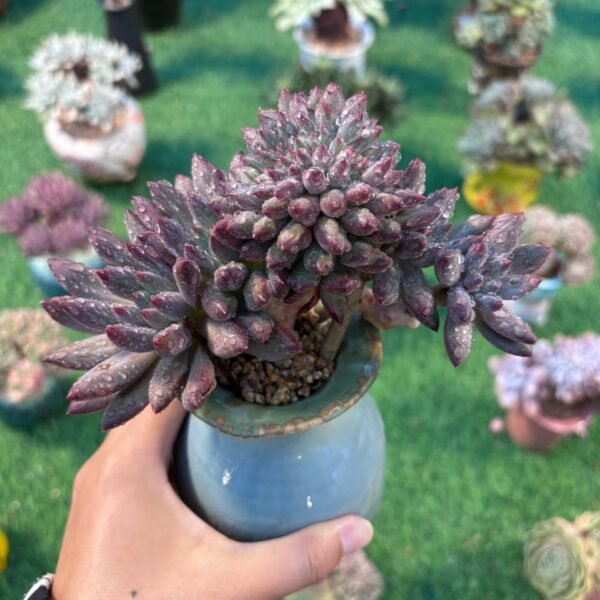 122.Pachyphytum 'Cherry'
