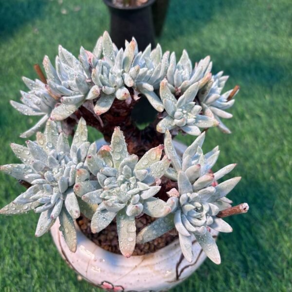 124.Dudleya