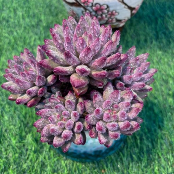 125.Echeveria 'Cherry'