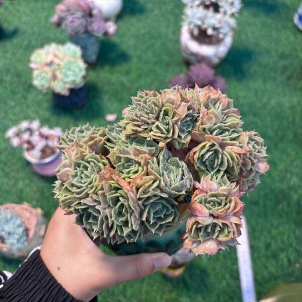 126.Echeveria 'Onslow' f. cristata