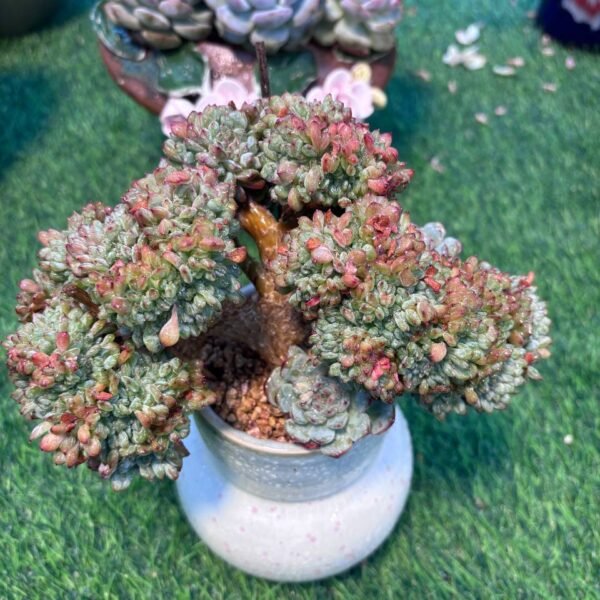 127.Echeveria 'White Fat' f. cristata