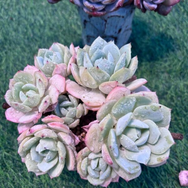 128.Echeveria 'Renjyo