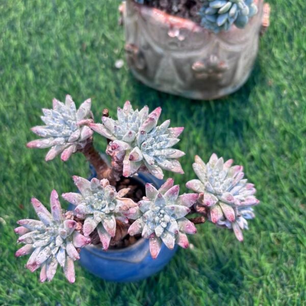 129.Dudleya