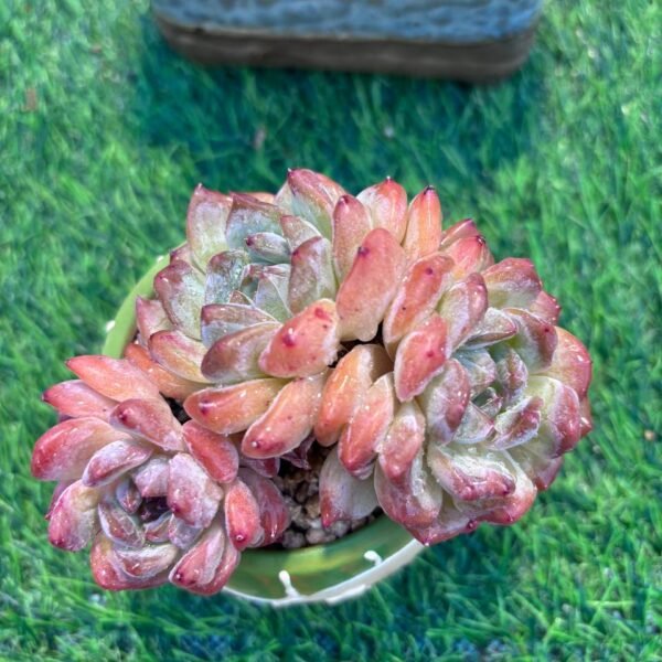 130.Echeveria cv. 'KOHAKU'
