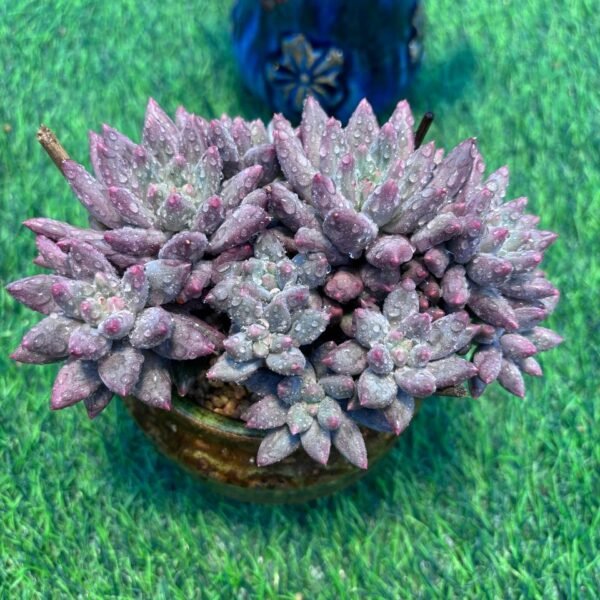 131.Echeveria 'Cherry'