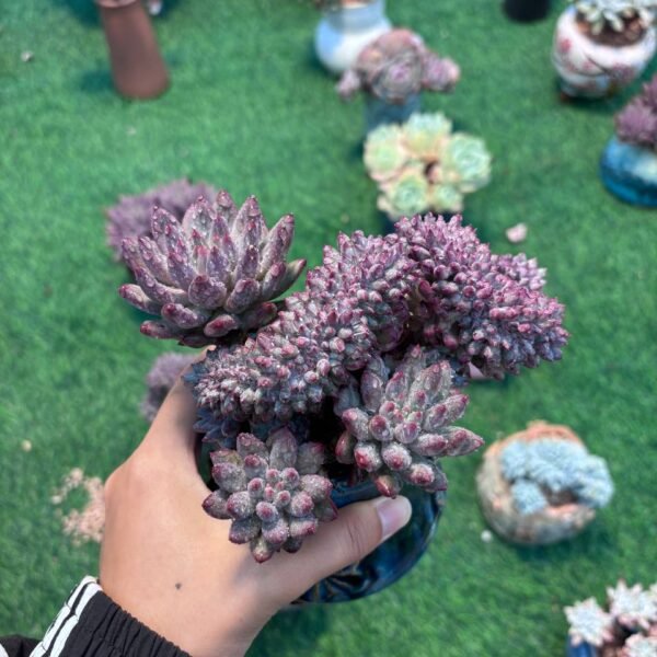 132.Pachyphytum 'Cherry'
