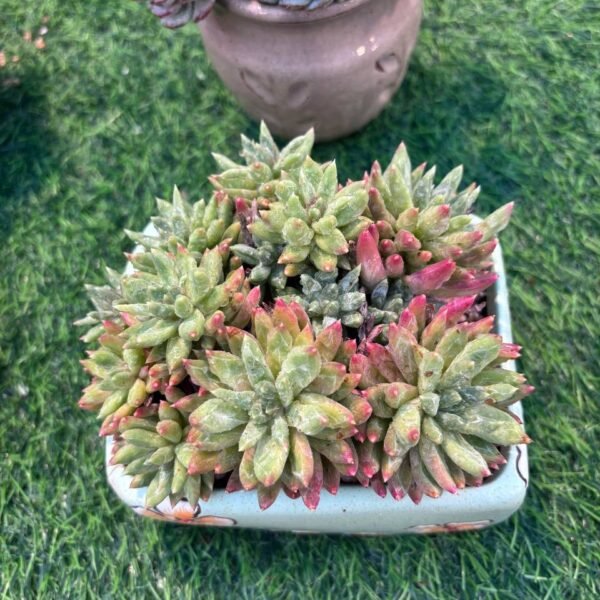 133.Pachyphytum 'Brilliant Stars