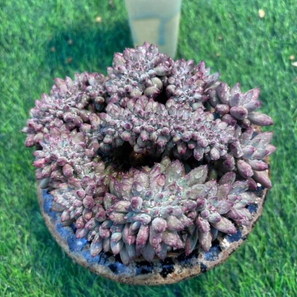 134.Pachyphytum 'Cherry'