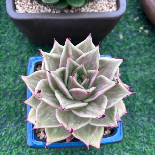 135.Pachyphytum 'Star'