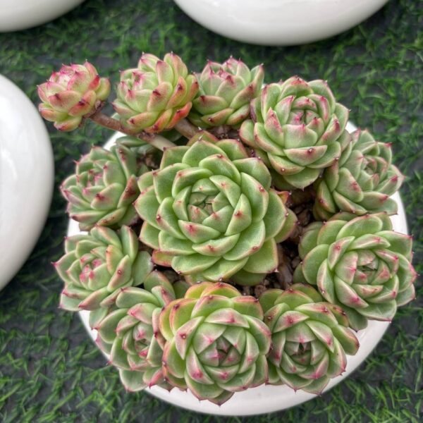 136.Echeveria derenbergii