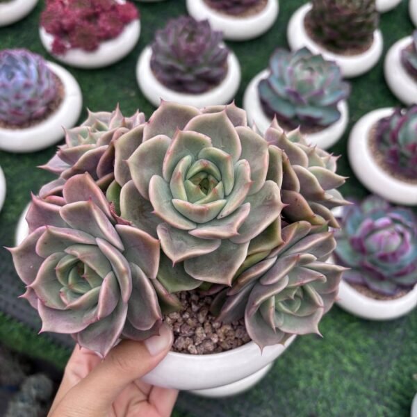 137.Pachyphytum 'Star'