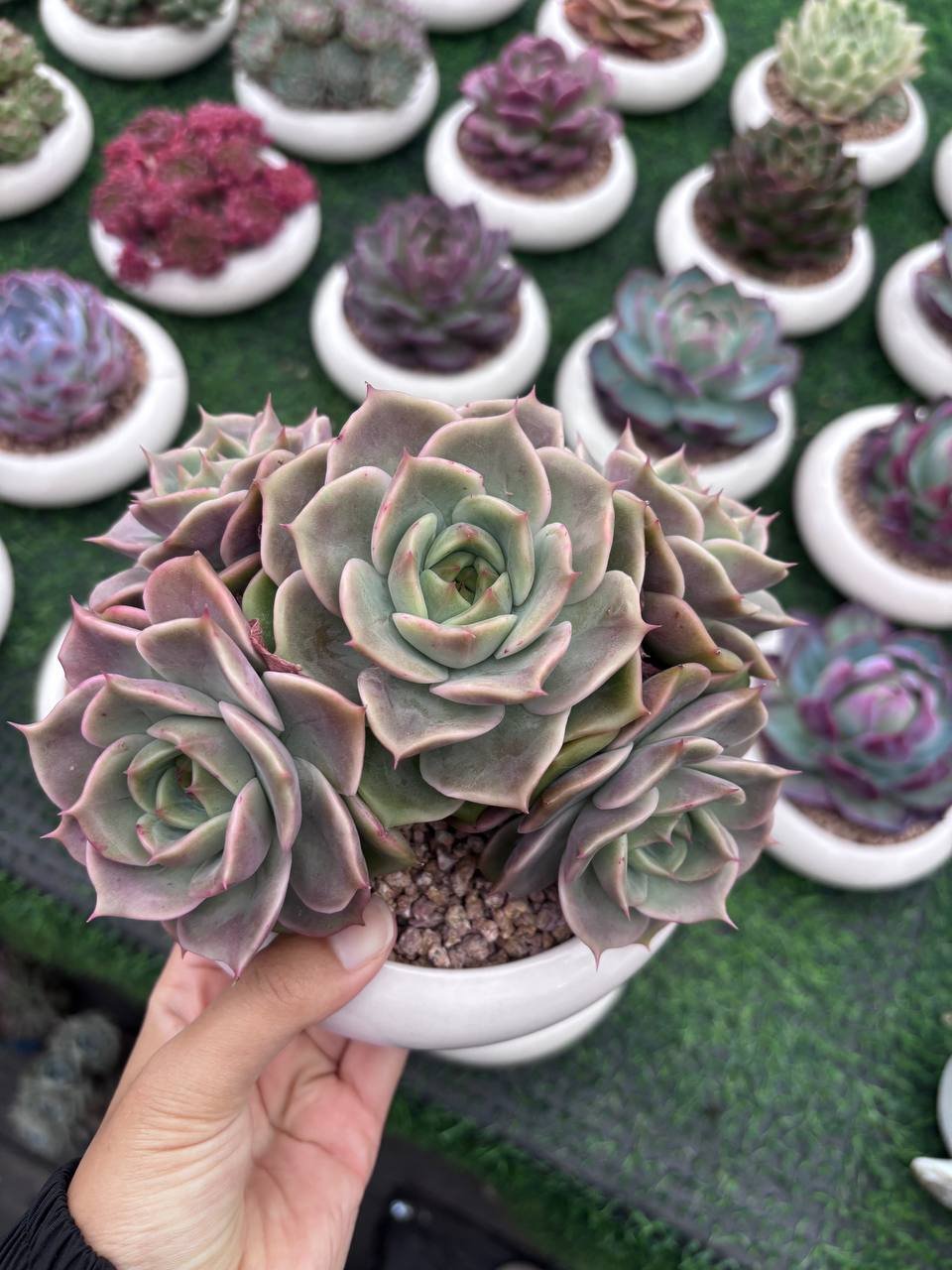 file_615.jpg