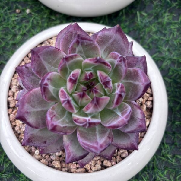 138.Echeveria 'Daredevil'