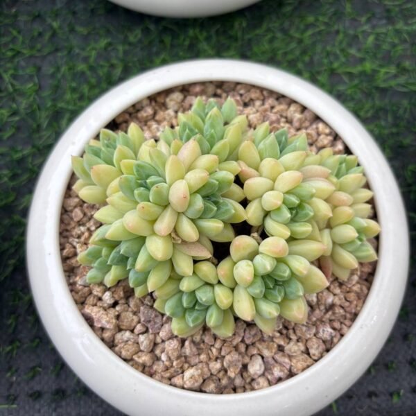 139.Pachyphytum spp. hybrid