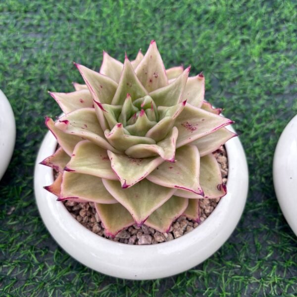 140.Pachyphytum 'Star'