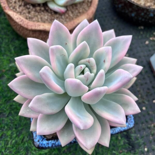 141.Echeveria 'Opalina