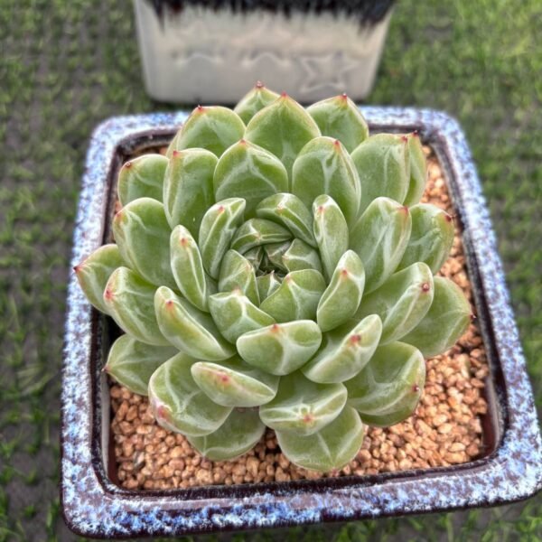 142.Echeveria 'Snow Jenny'