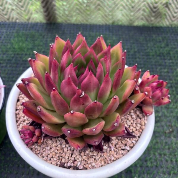 143.Echeveria 'Frank Reinelt'