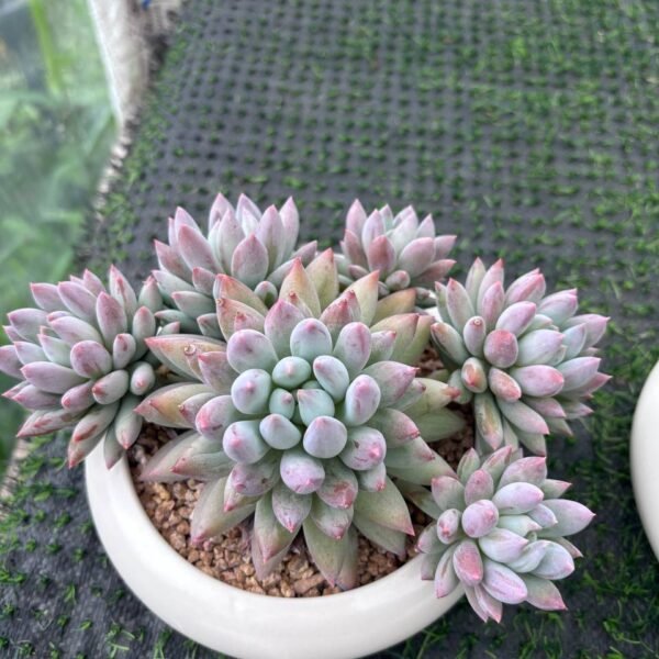 144.Pachyveria 'Solomon'
