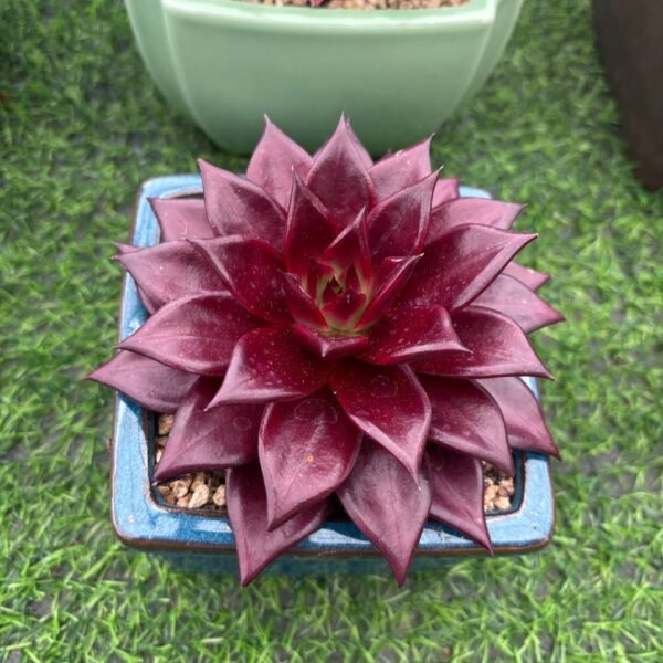 145.Echeveria 'Red Apple