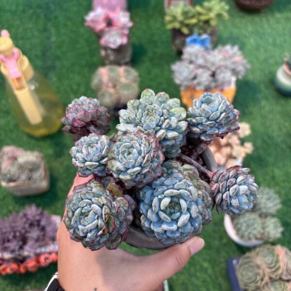 146.Echeveria 'White Fat' f. cristata