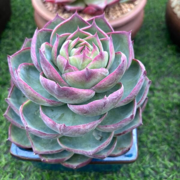 147.Echeveria agavoides 'Casio'
