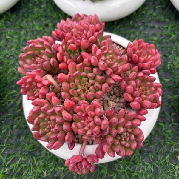 148.Sedeveria 'Pink Ruby'