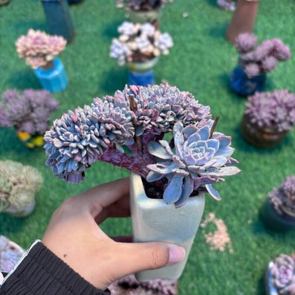 149.Echeveria 'Lapine' f. cristata