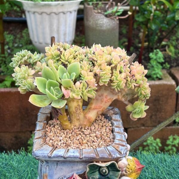 150.Echeveria 'Star Natha